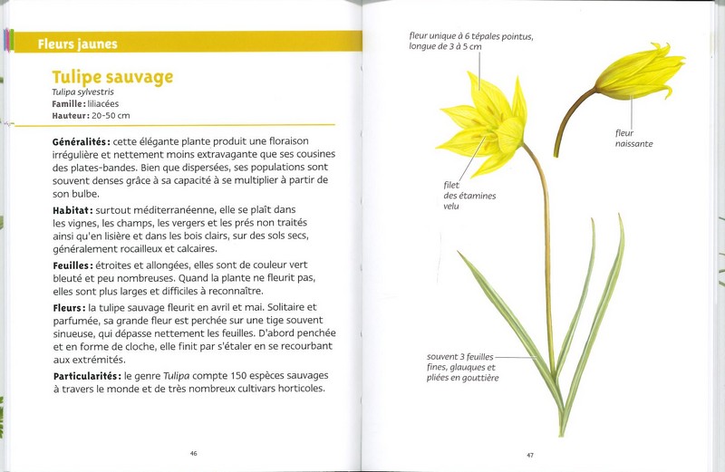 Fleurs de printemps les petits livres de la nature