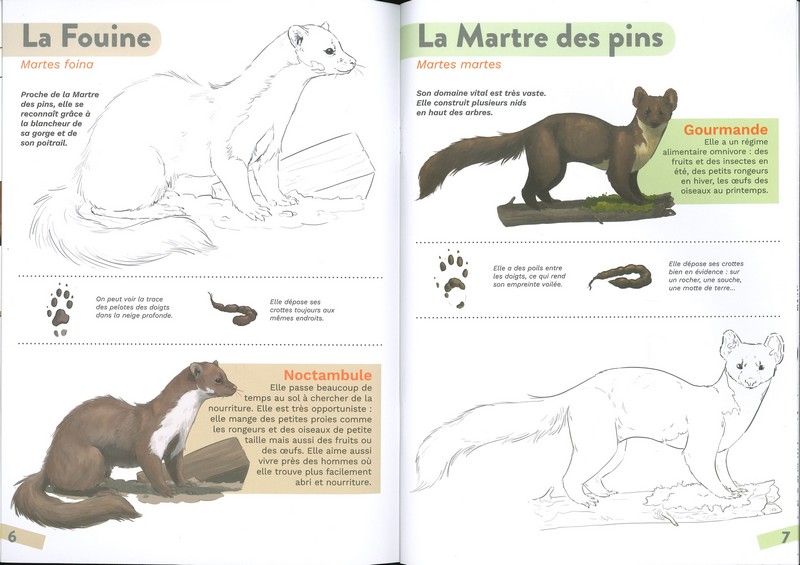 Mammifères de la forêt - coloriages nature