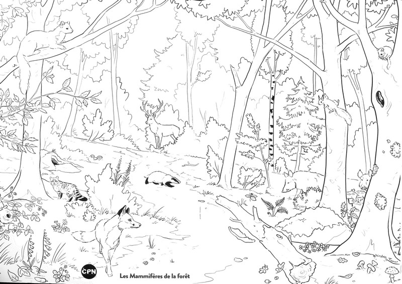 Mammifères de la forêt - coloriages nature