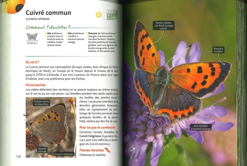 L'indispensable guide de l'amoureux des papillons