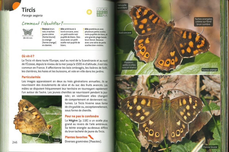 L'indispensable guide de l'amoureux des papillons