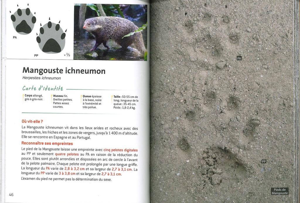 Indispensable guide des empreintes animales