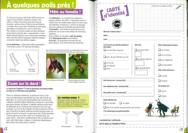 A la rencontre des abeilles solitaires