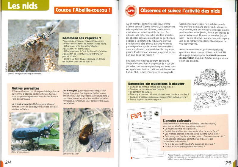 A la rencontre des abeilles solitaires