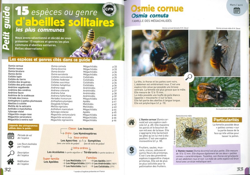 A la rencontre des abeilles solitaires