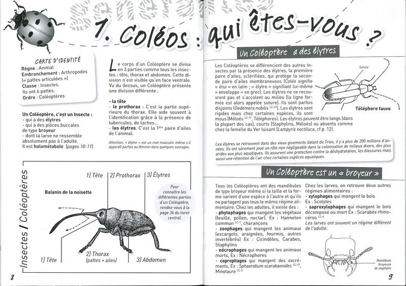 A la rencontre des coléoptères