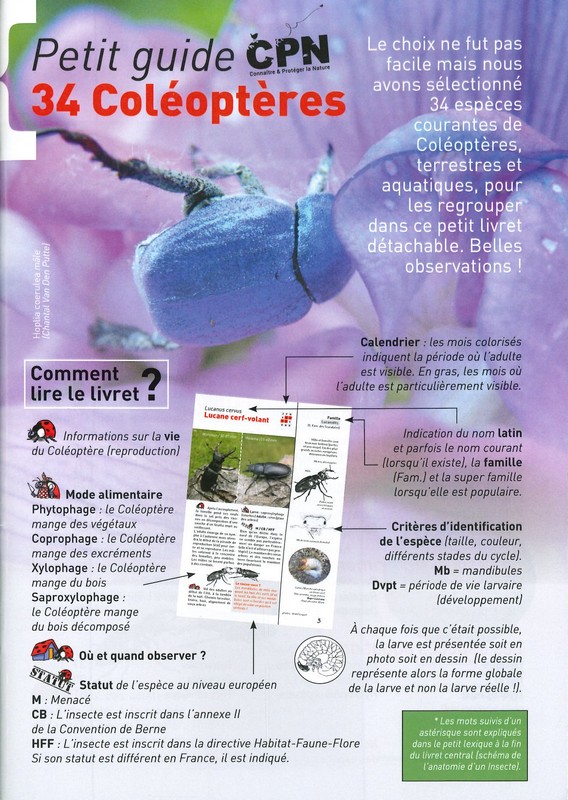 A la rencontre des coléoptères