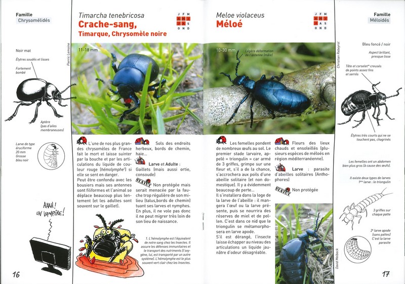 A la rencontre des coléoptères