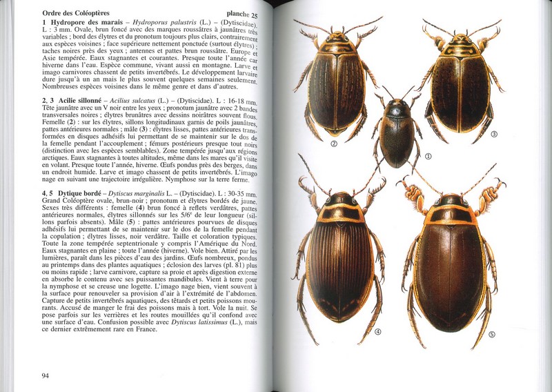 Insectes de France et d'Europe