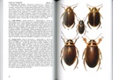 Insectes de France et d'Europe