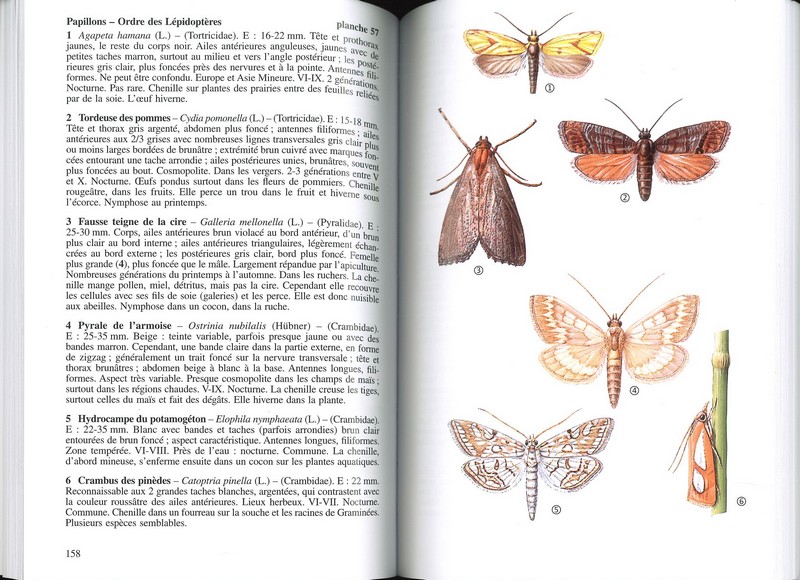 Insectes de France et d'Europe