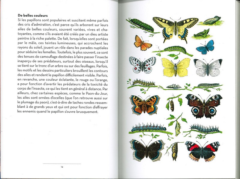 Le petit livre des papillons