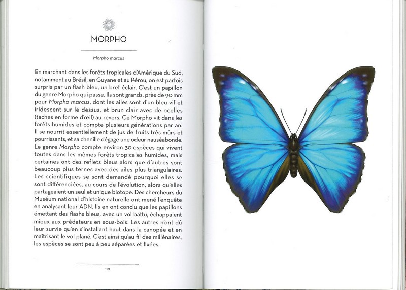 Le petit livre des papillons