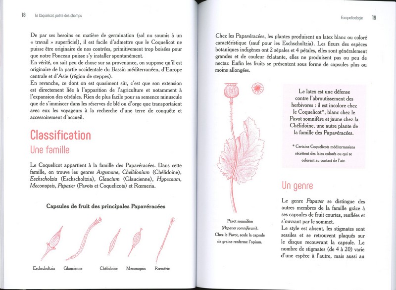 Le coquelicot poète des champs