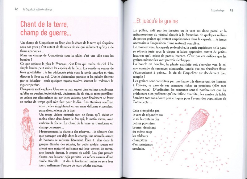 Le coquelicot poète des champs