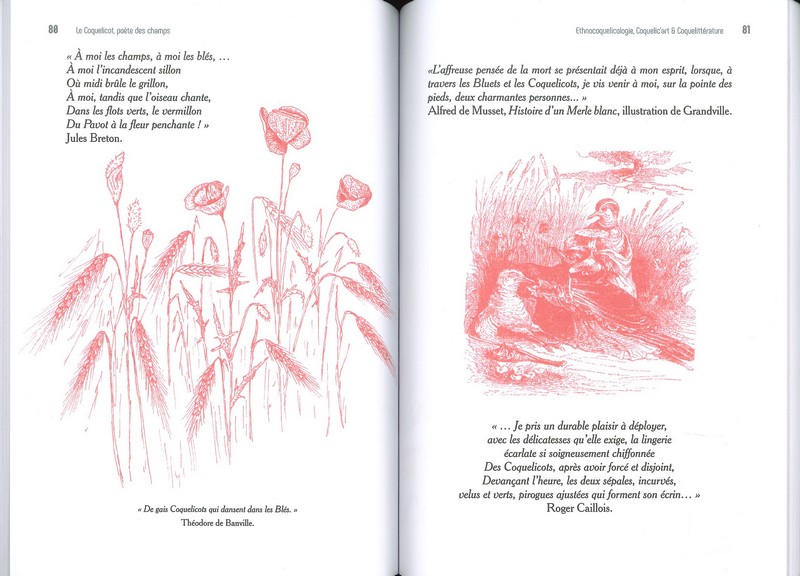 Le coquelicot poète des champs