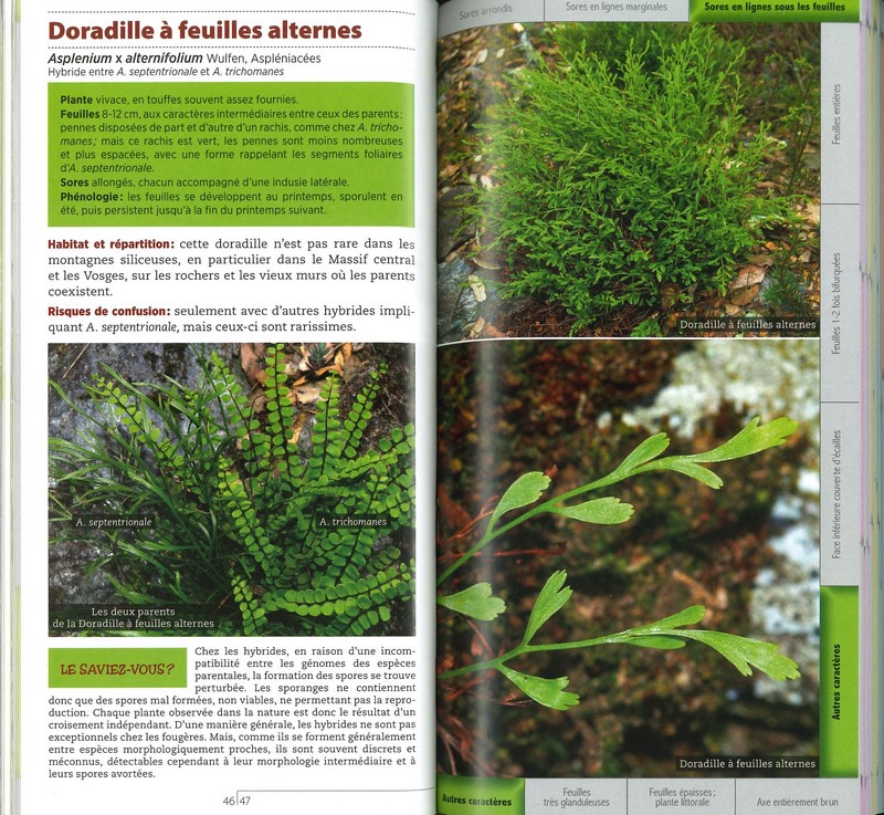 Guide des fougères et plantes alliées