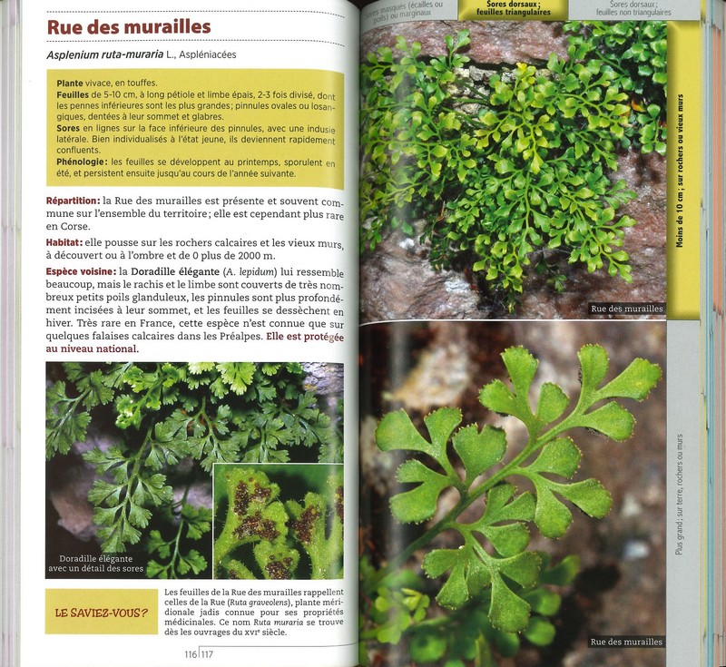 Guide des fougères et plantes alliées