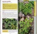 Guide des fougères et plantes alliées