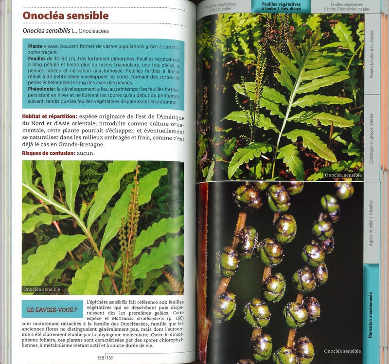 Guide des fougères et plantes alliées