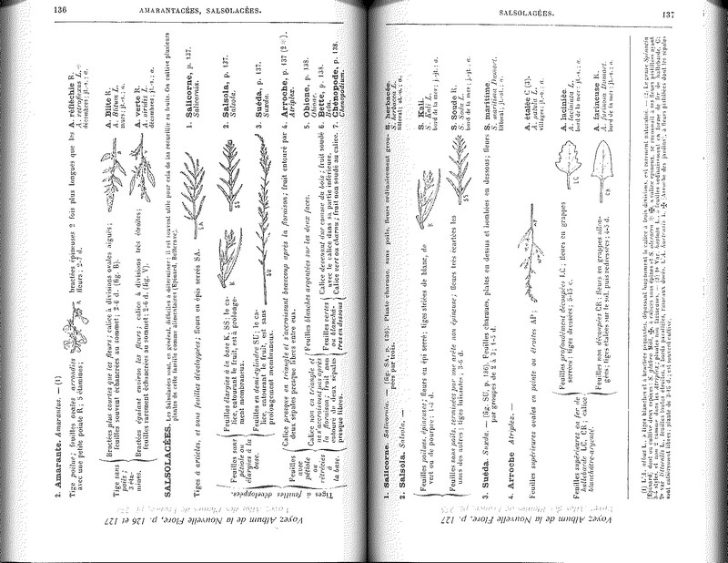 Nouvelle flore du nord de la France et de la Belgique