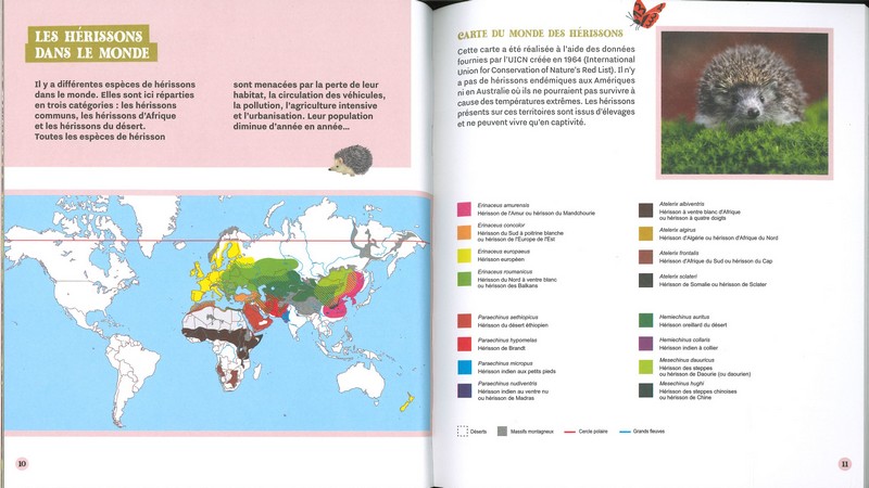 Accueillir les hérissons dans mon jardin