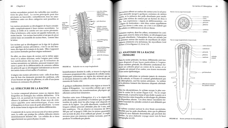 Les Plantes agricoles et leurs maladies