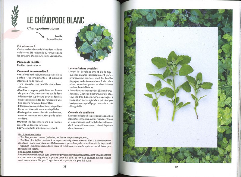 Plantes sauvages comestibles faciles à trouver