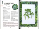 Plantes sauvages comestibles faciles à trouver