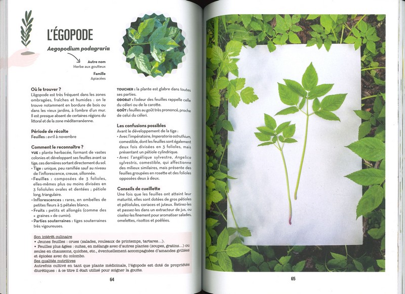 Plantes sauvages comestibles faciles à trouver
