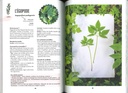 Plantes sauvages comestibles faciles à trouver