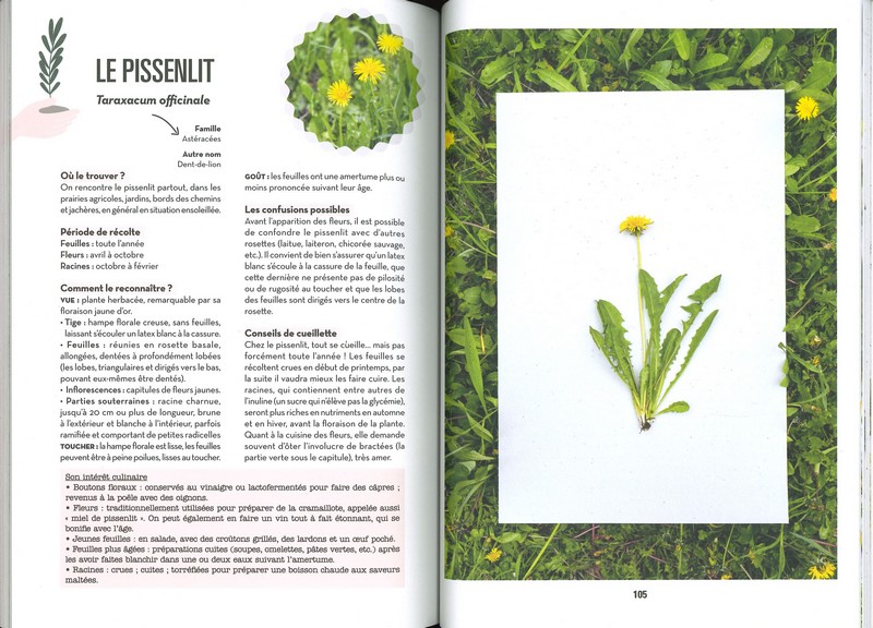 Plantes sauvages comestibles faciles à trouver