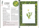 Plantes sauvages comestibles faciles à trouver