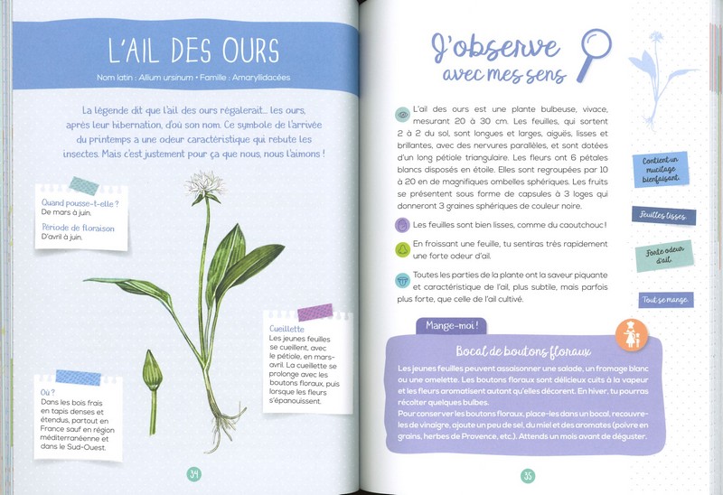Les plantes sauvages comestibles mon petit guide nature - Rusti'kids