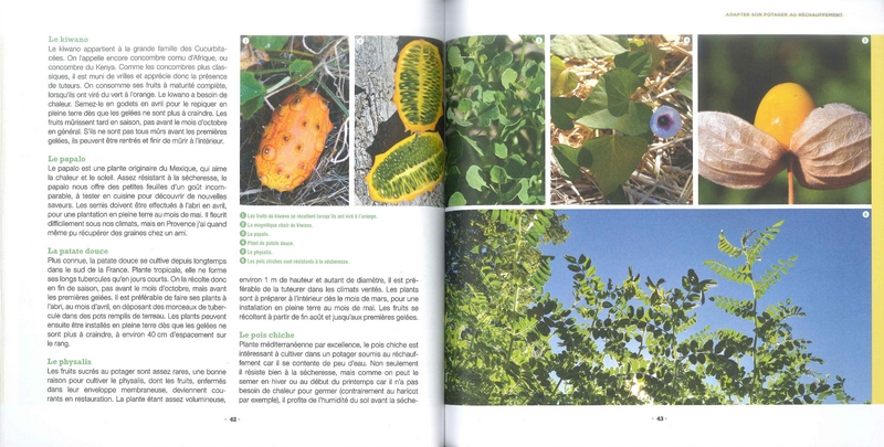 Légumes et canicule