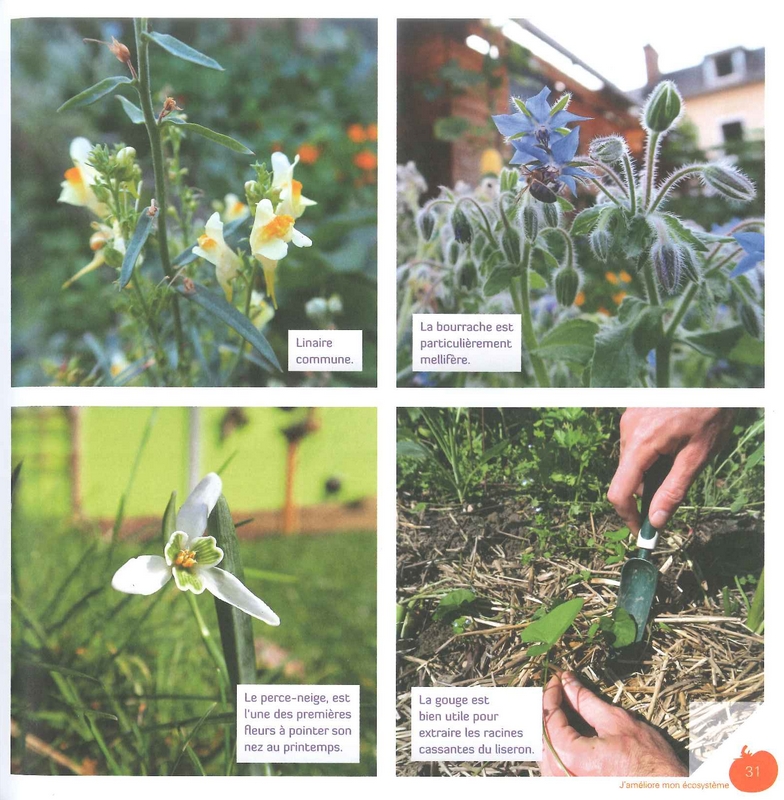 Mon petit jardin en permaculture