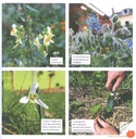 Mon petit jardin en permaculture