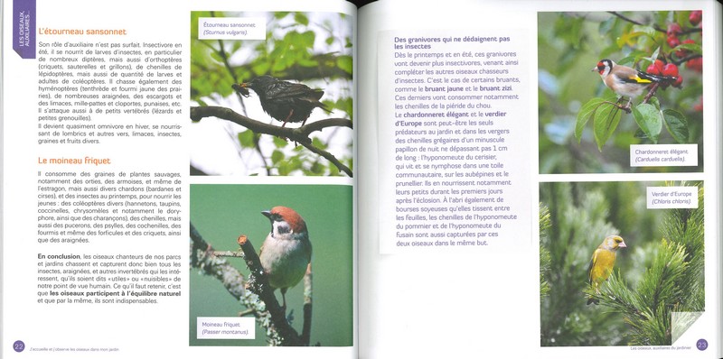 J'accueille et j'observe les oiseaux dans le jardin
