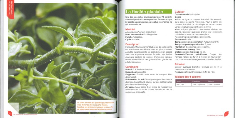 Des salades toute l'année dans mon jardin