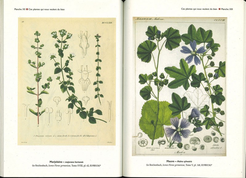 Ces plantes qui nous veulent du bien (Tome 2)