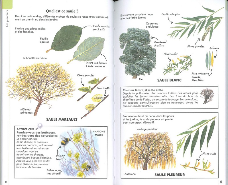 Reconnaître facilement les arbres