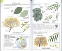 Reconnaître facilement les arbres