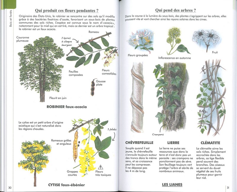 Reconnaître facilement les arbres