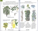 Reconnaître facilement les arbres