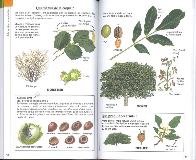 Reconnaître facilement les arbres