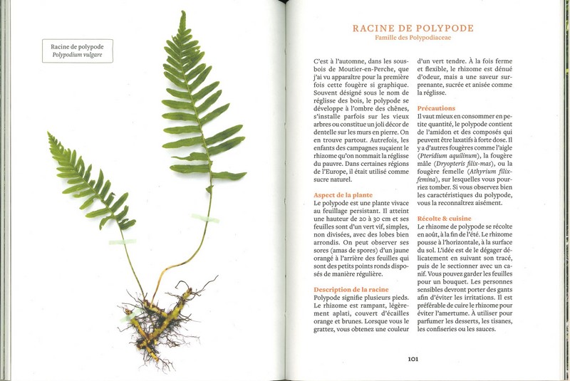 Cuisiner les racines sauvages