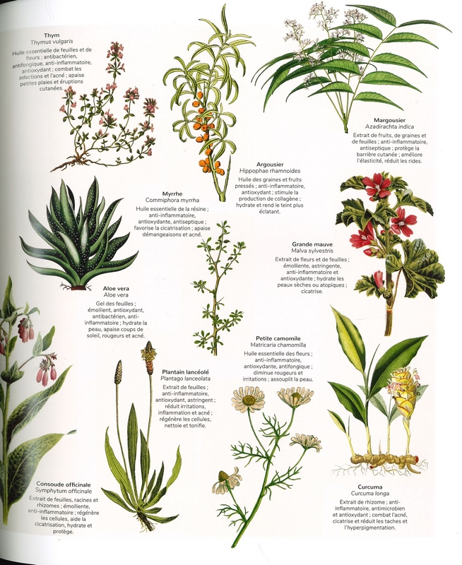 Beau livre des plantes aromatiques et médicinales