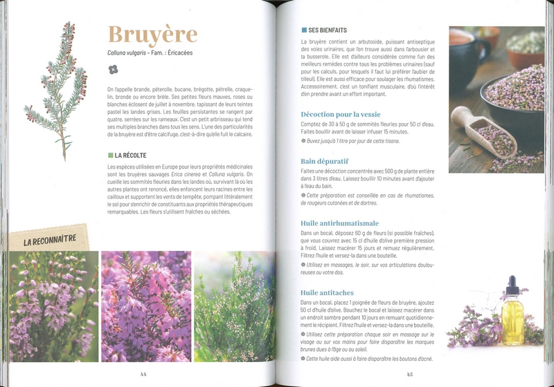 Plantes sauvages médicinales