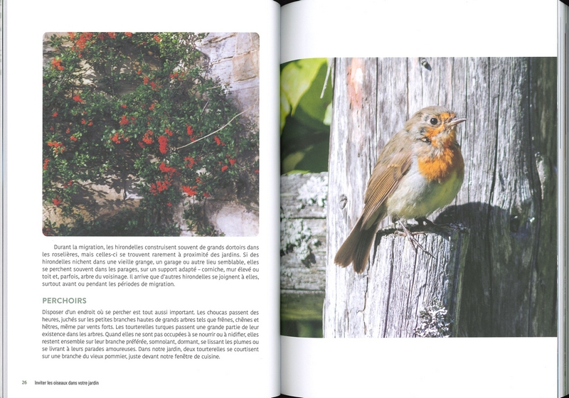 Inviter les oiseaux dans votre jardin