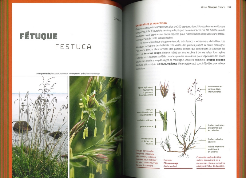 Les bases de la botanique de terrain